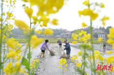 Farmers Busy with Farming Work as Chunfen Comes