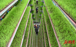 Intelligent Seedling Cultivation Facilitates Grain Production