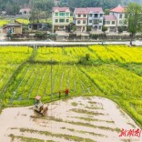 国网双牌县供电公司：春灌保电入“心田” 护航春耕丰产时