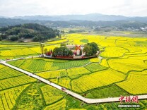 春日赏花季！湖南会同万亩油菜花田竞相绽放