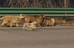 冲上热搜！吉林7只狗狗疑被偷后掉落高速公路，结伴“逃亡”17公里返家