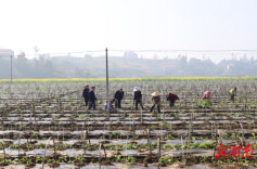 娄底税务：税惠春风吹沃野 助农增收绘“丰”景