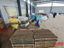 一小时播种1200个秧盘，河坝镇智慧育秧工厂助力春耕跑出“加速度”