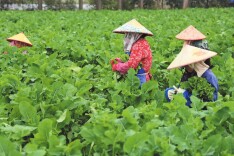 华容县：500亩“板蓝根青菜”抢鲜上市变身增收“致富菜”