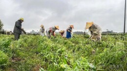 江永：春雨润田采收忙 越冬香芋产销旺
