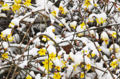 早春的花，为啥多数是黄色的？