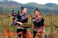 野菜虽鲜莫乱吃！专家提醒：谨慎采摘、焯水“去毒”