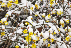早春的花，为啥多数是黄色的？