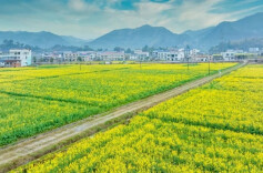 平江人为什么爱种油菜