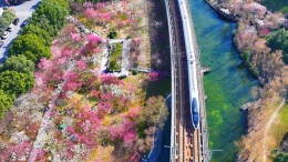 全国多地迎赏花高峰