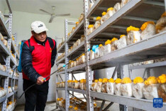 Defunct School Transformed into Mushroom Farm