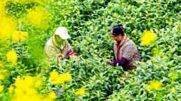 茶园吐新绿 茶农采摘忙