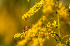 周末·健康丨又到过敏季，“脱敏训练”真的有用吗？