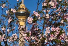 北京玉渊潭的樱花为何“想开就开”？