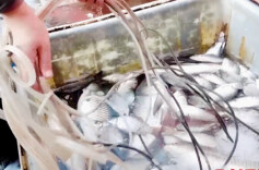 央视曝光：活鱼被麻醉流向餐桌，可能“喝过”工业酒精！