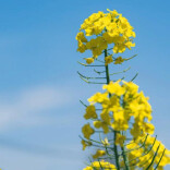 油菜花期打药如何兼顾保护蜜蜂？