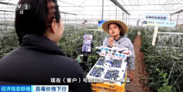 从蓝莓“跳水”看西瓜走势