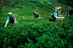 黄金茶铺就乡村振兴路@湖南日报头版