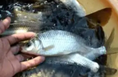 山东临沂“活鱼麻醉”涉事市场及商户被立案调查