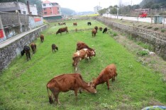 侗乡深山养菜牛 生态放养奔富路——记绥宁县东山村十六组养牛户龙开顺
