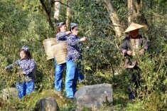 晚采15天的舜皇山野茶，凭什么成高端野茶标杆？