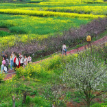 从“囤票”到“错峰”，今年清明出行上演“抢跑式春游”