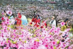 图片新闻：春满潇湘@湖南日报头版