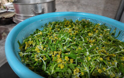 绥宁：传统美食水牛花粑粑唤醒乡村记忆