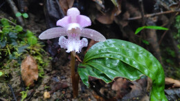 惊艳！“植物熊猫”独花兰亮相南山国家公园候选区黄桑片区