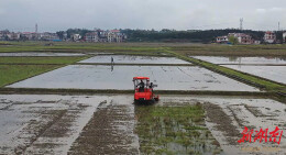 武冈用科技为水稻制种“育苗护航”，稻种远销海内外