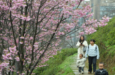2026 Hunan Xiangjiang New Area Wan'an Cherry Blossom Festival Opens