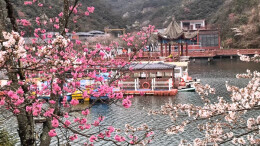 双牌：春到阳明山 樱花环湖风光好