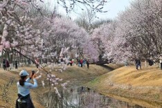 奥森桃花谷粉白花海如云似霞