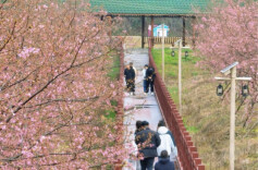 樱花开处，乡村蝶变！岳阳云溪区双清生态旅游区的振兴之路@湖南日报