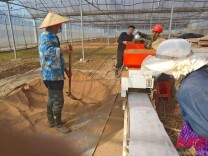 开局八好·乘势而上｜订单种粮，农民增收有了底气  衡阳县：优质稻订单基地预计超70万亩