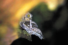 鸮类家族：静默的暗夜猎手