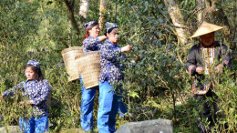 舜皇山森林野茶即将开采！比平地茶晚熟半个月，一口解锁高山鲜醇