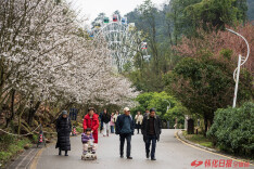 图片新闻 | 中坡山国家森林公园樱花正艳