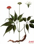 武冈云山发现国家二级重点保护野生植物野生“竹节参”