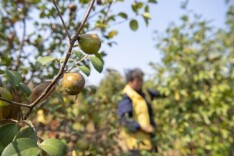 全国首个省级油茶碳汇标准在湘发布 湖南油茶纳入“双碳”战略新赛道