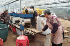 智能育秧提速春耕！北塔区2000余亩农田用上“工厂秧”