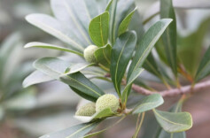 盖“暖房”、送暖气，靖州杨梅提前45天开花挂果