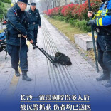 长沙一流浪狗咬伤多人后被民警抓获，伤者均已送医