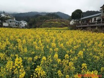 乡村文旅添活力 春日鹤城醉游人