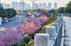 快来打卡！常德鼎城区春日赏花“站点”限定上线