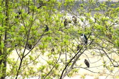 慈利澧水河畔现20余只国家二级保护动物夜鹭