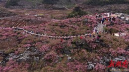 石漠荒山披粉黛 瑶乡桃花引客来——江永香花井村以桃兴业激活乡村振兴新动能
