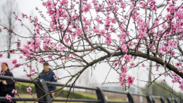 桃花盛开春景美