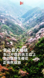 藏不住了，安化梅王寨万亩野生樱花绽放|花田不错⑨