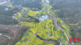 鹤城区：百亩油菜花盛放 绘就乡村田园新画卷